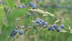 L'incontro con Lorenzo Picco