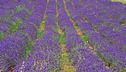 La lavanda