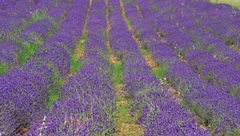 La lavanda