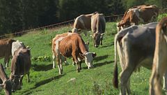 Sulle tracce di Michele Marchesi