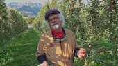 Le mele del Trentino