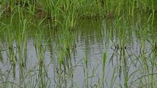 L'acqua e la risicoltura