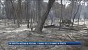 Incendi a Pescara, i danni delle fiamme in pineta