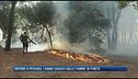 Incendi a Pescara, i danni causati dalle fiamme in pineta