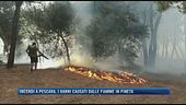 Incendi a Pescara, i danni causati dalle fiamme in pineta