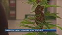 Cannabis, alla Camera via libera alla coltivazione da casa
