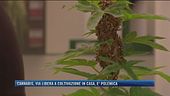 Cannabis, alla Camera via libera alla coltivazione da casa