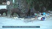 I cinghiali a Roma tra degrado e ironia
