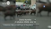 I cinghiali nella Capitale, è polemica