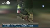Il problema dei cinghiali a Roma