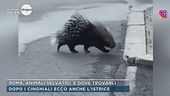 Roma, dopo i cinghiali ecco anche l'istrice