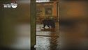 Roccaraso, i video dell'orso Juan Carrito