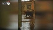 Roccaraso, i video dell'orso Juan Carrito