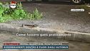 Roma, animali in strada per colpa dell'immondizia