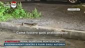 Roma, animali in strada per colpa dell'immondizia