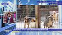 "Ospito e curo 100 cani e gatti e sono stata multata"