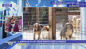 "Ospito e curo 100 cani e gatti e sono stata multata"