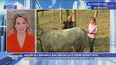 Salva gli animali dal macello e viene sfrattato
