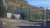 Centro Agroalimentare di Roma e lavoro nero