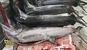 Pesce spada e pesca illegale