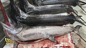 Pesce spada e pesca illegale