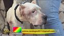 Un cane da salvare