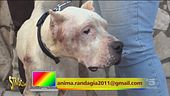 Un cane da salvare