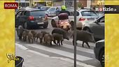 Roma, i cinghiali vanno a scuola