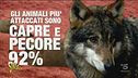Il ritorno del lupo in Italia