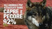 Il ritorno del lupo in Italia