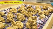 Speranza verde, tutto sui tartufi