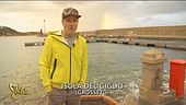 SOS mufloni all'Isola del Giglio