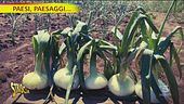 Paesi, paesaggi… La cipolla di Nepi