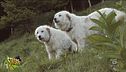 Cane Pastore Abruzzese, un amico di allevatori e lupi