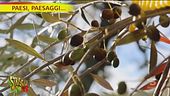 Paesi, paesaggi…l'olio EVO di Montefiascone