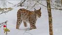 Ambiente Ciovani, il ritorno della lince