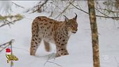 Ambiente Ciovani, il ritorno della lince