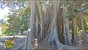 Italia campione d'Europa, gli alberi monumentali