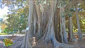 Italia campione d'Europa, gli alberi monumentali