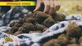 Tartufi neri umbri, cosa sapere