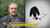 Tornano gli orsi in Italia, cosa sapere