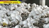 Speranza verde, i funghi coltivati con il fotovoltaico