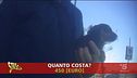 Spacciatore di cuccioli, ma non di razza