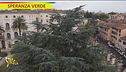 Come curare gli alberi altissimi
