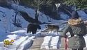 Droni e cani sguinzagliati vietati nel parco, la protesta insensata sui social