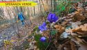Sottobosco e fioriture nemorali