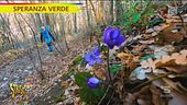 Sottobosco e fioriture nemorali
