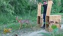 Animali selvatici, come comportarsi quando si incontrano