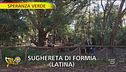 Boschi di sughereta, la natura da preservare