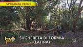 Boschi di sughereta, la natura da preservare